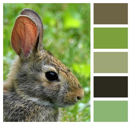 Rabbit Long Eared Animal Image